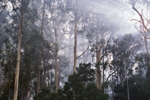 Morning Mist in the forest, Dando's, Great Otway National Park