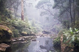 Gellibrand River, Dando's, Great Otway National Park