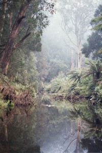 Early morning mist over the Gellibrand River, Dando's, Great Otway National Park